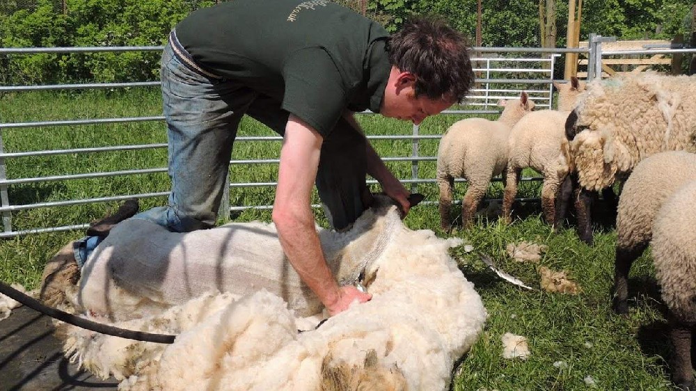 澳洲羊毛行情 2022第十四周：市場(chǎng)繼續(xù)大幅下行